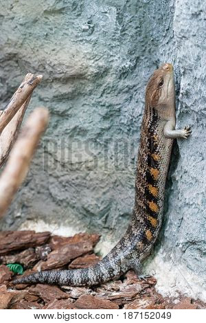 The scaling lizard scrambles forward close up