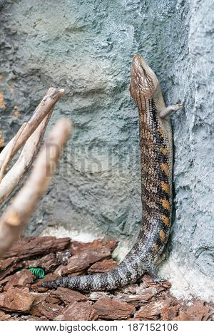 The scaling lizard scrambles forward close up