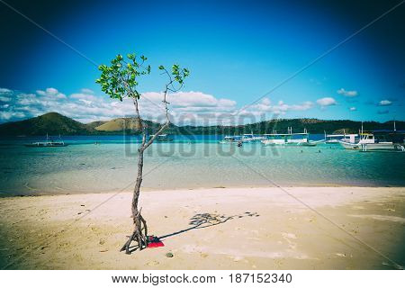 In The Beautiful  Island Cosatline And Tree