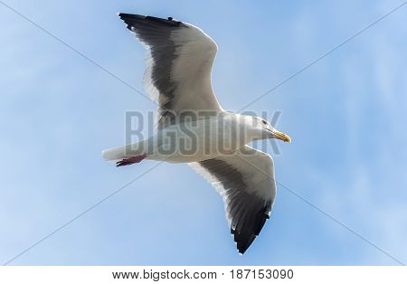 Close up seagull flying over ahead in the sky
