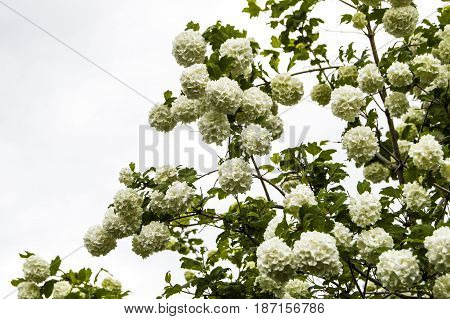 Snowball tree, the most beautiful snowball flower and tree pictures