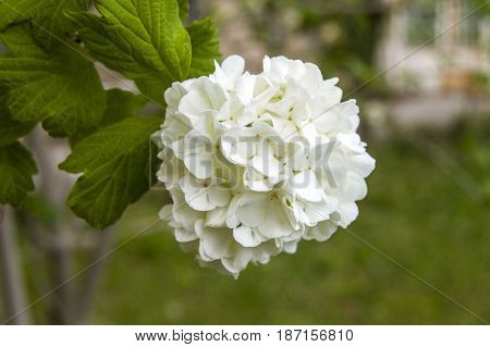 Snowball tree, the most beautiful snowball flower and tree pictures