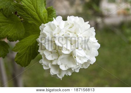 Snowball tree, the most beautiful snowball flower and tree pictures