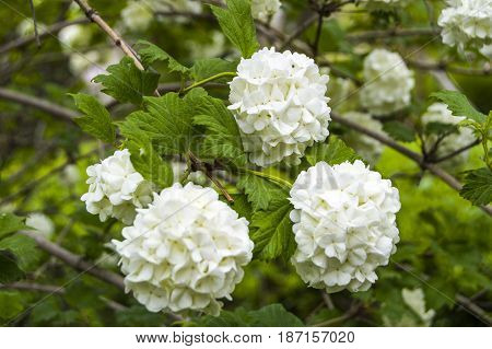 Snowball tree, the most beautiful snowball flower and tree pictures