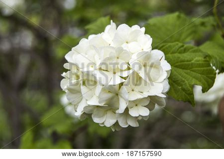 Snowball tree, the most beautiful snowball flower and tree pictures