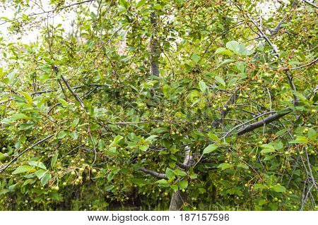 Fresh ripe cherry pictures on the cherry tree