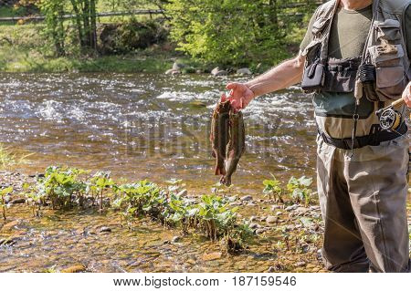 An unknown fisherman caught three trouts in his hand. Detail of hand and rod. River Otava Czech Republic.