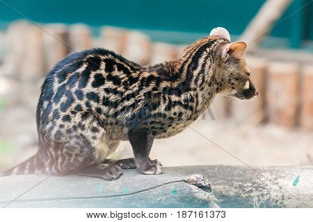 Spotted genetta on a close up branch