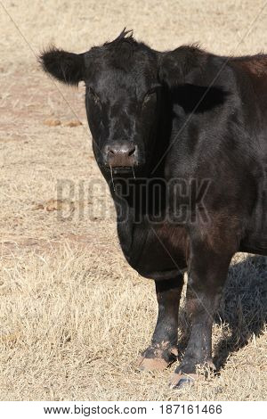 black angus heifer cow standing in the pasture
