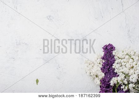 Bouquet Of White And Purpul Lilac On Concrete White Background