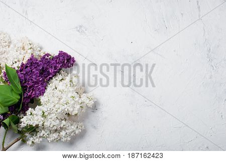 Bouquet Of White And Purpul Lilac On Concrete White Background