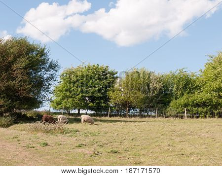 Two White And One Brown Sheep In A Summer's Field In Essex Constable Country In Dedham Uk Grazing An