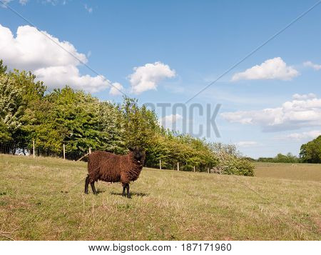 A Single Brown Coated Sheep In A Field In The Countryside In Dedham Essex Of England In The Uk By It
