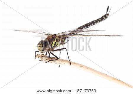 Dragonfly Migrant Hawker (Aeshna mixta) on a white background