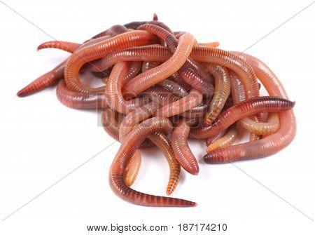 Fishing live bait earthworm Dendrobena on a white background