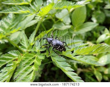 Snout beetle on a green leaf , (Liparus glabrirostris)