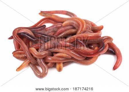 Fishing live bait red worm Dendrobena on a white background