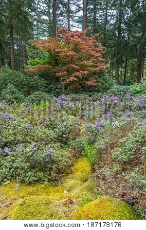 A view of a tree with brwon leaves in the Pacific Northwest.