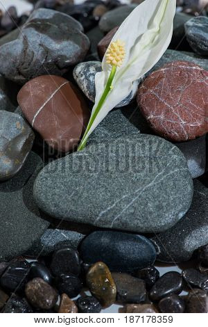 Stacked Rocks with a flower on top