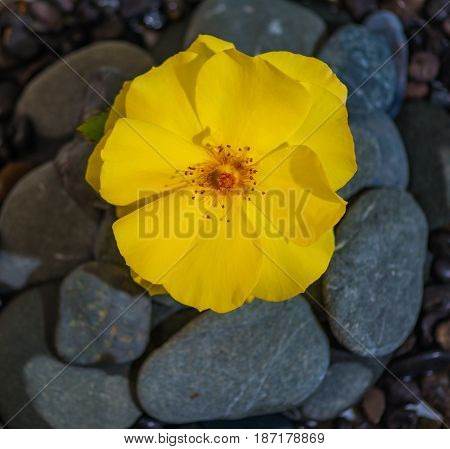 Stacked Rocks with a flower on top