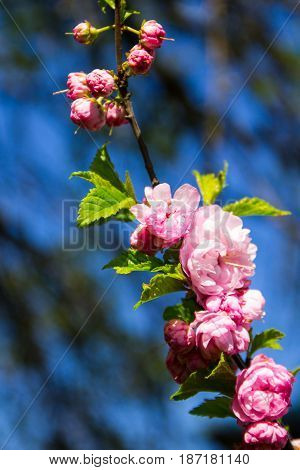 Branch Of Prunus Triloba (louiseania Ulmifolia) Blossoms. Twig Of Almond Trilobate With Beautiful Pi