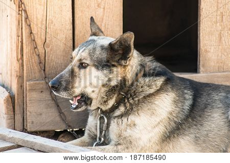 Dog On The Chain Rests In The Shade Of The Kennel.