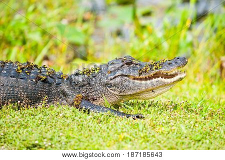 Wild aligator with swamp vegetation still on its back after comig out of pond by Florida everglades.