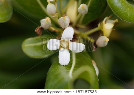 Flowers of a Japanese cheesewood tree (Pittosporum tobira)