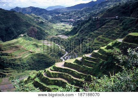 Rice is cultivated in the ancient rice terraces, carved into the mountains, near the city of Banaue, Ifugao Province, in the Philippines.