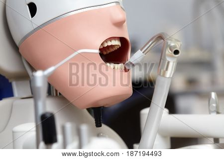 Mannequin or dummy for dentist students training in dental faculties of medical schools and universities