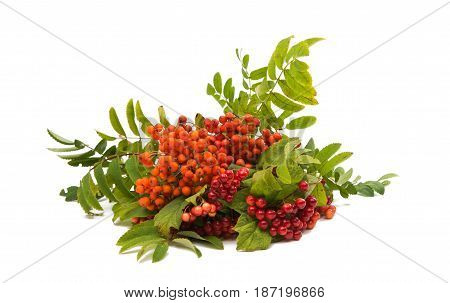 Orange mountain ash with green leaves isolated on white background
