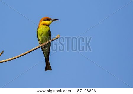 Image of bird on the branch on sky background. Wild Animals. Chestnut-headed Bee-eater (Merops leschenaulti)