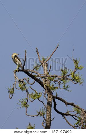 Chinese Pond Heron (Ardeola bacchus) on the tree on nature background. Wild Animals. Bird