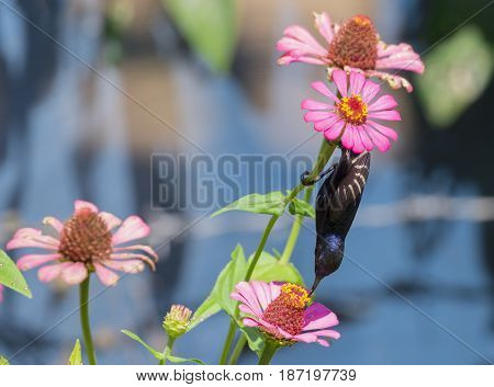 Image of a bird (purple sunbird) perched on flowers. Wild Animals.