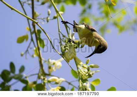 Image of a bird (Olive-backed sunbird Yellow-bellied sunbird). Wild Animals.