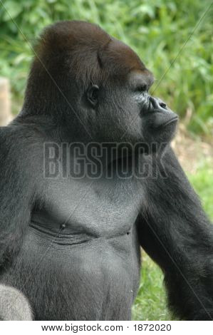 Gorrilla 4