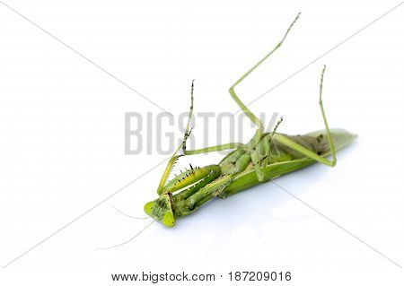 Image of a green mantis on white background. Insect.