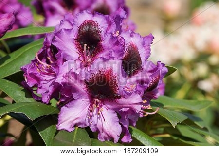 Rhododendron Orakel, herald of spring, flower of the gardens