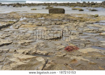 Mooloolaba beach Australia low tide on rocky foreshore with seaweed rocks salt water pools and waves in background