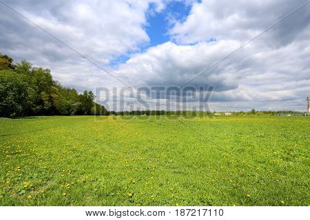Beautiful forest on the background of blue sky photographed in close-up
