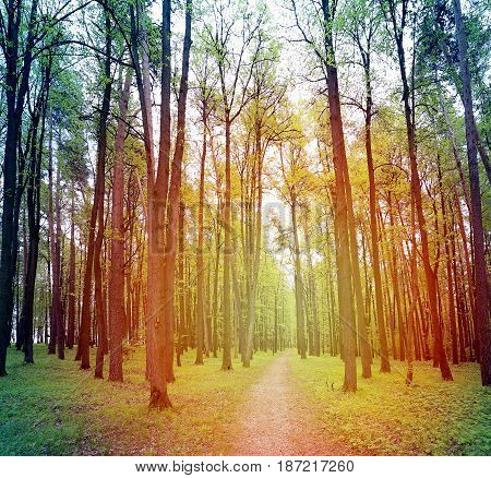 Beautiful forest on the background of blue sky photographed in close-up