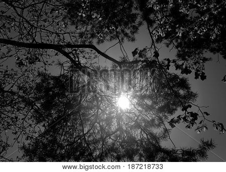 Beautiful forest on the background of blue sky photographed in close-up