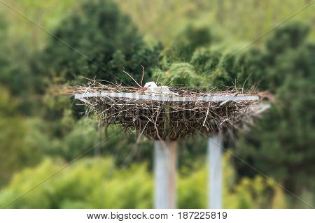Nice Adult stork sits on his nest.