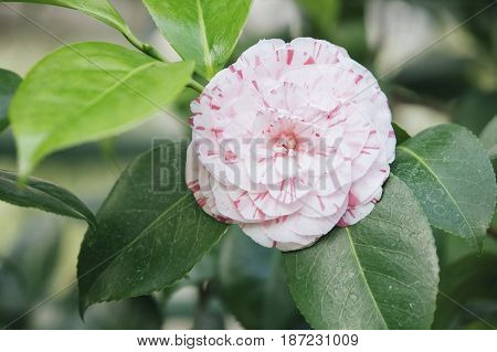 Japanese Camellia (camellia Japonica) Pink Flower