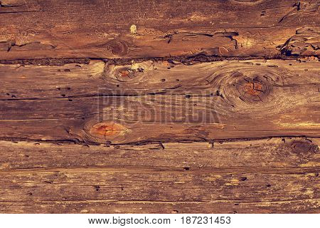 pine wooden logs with traces of damage by bark beetle / old wood texture