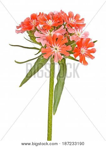 Multiple salmon-colored flowers Maltese cross or rose campion (Lychnis chalcedonica) cultivar Dusky Salmon isolated against a white background