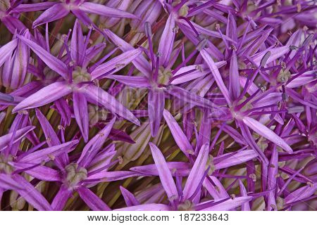Many purple flowers of the ornamental onion (Allium giganteum) cultivar Globemaster fill the frame