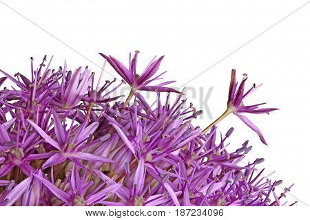 Two purple flowers of the ornamental onion (Allium giganteum) cultivar Globemaster are different and stick out above the rest isolated against a white background