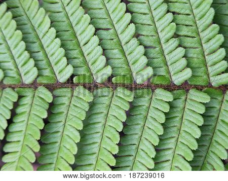 close up of a single green fern leaf