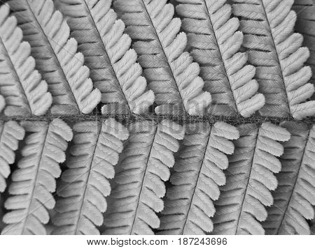monochrome single fern leaf detail in close up